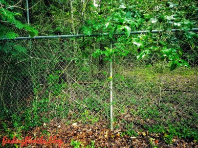 Beyond The Fence...